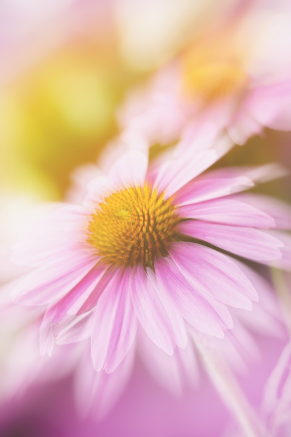 Dreamy Pink Coneflower  by SharaLee Art